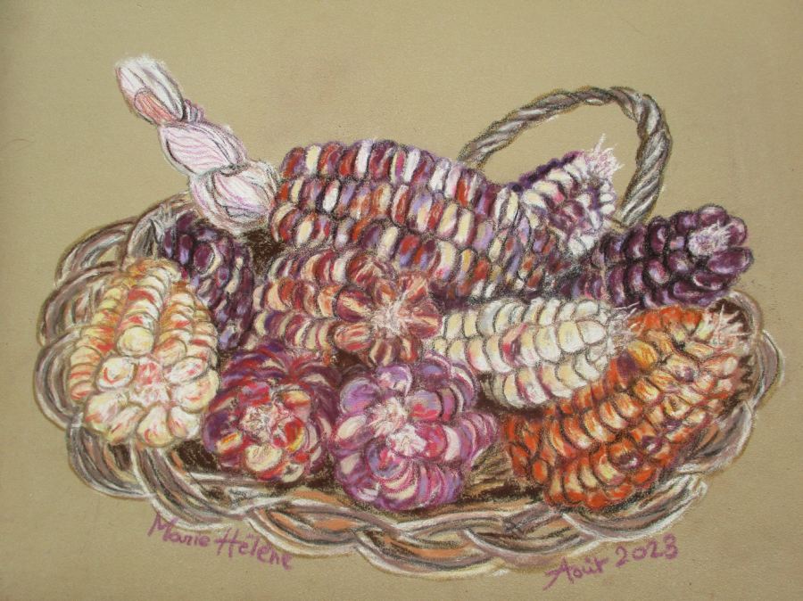 Fleurs de maïs